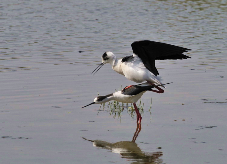 Il B.B. del Cavaliere - Himantopus himantopus L.